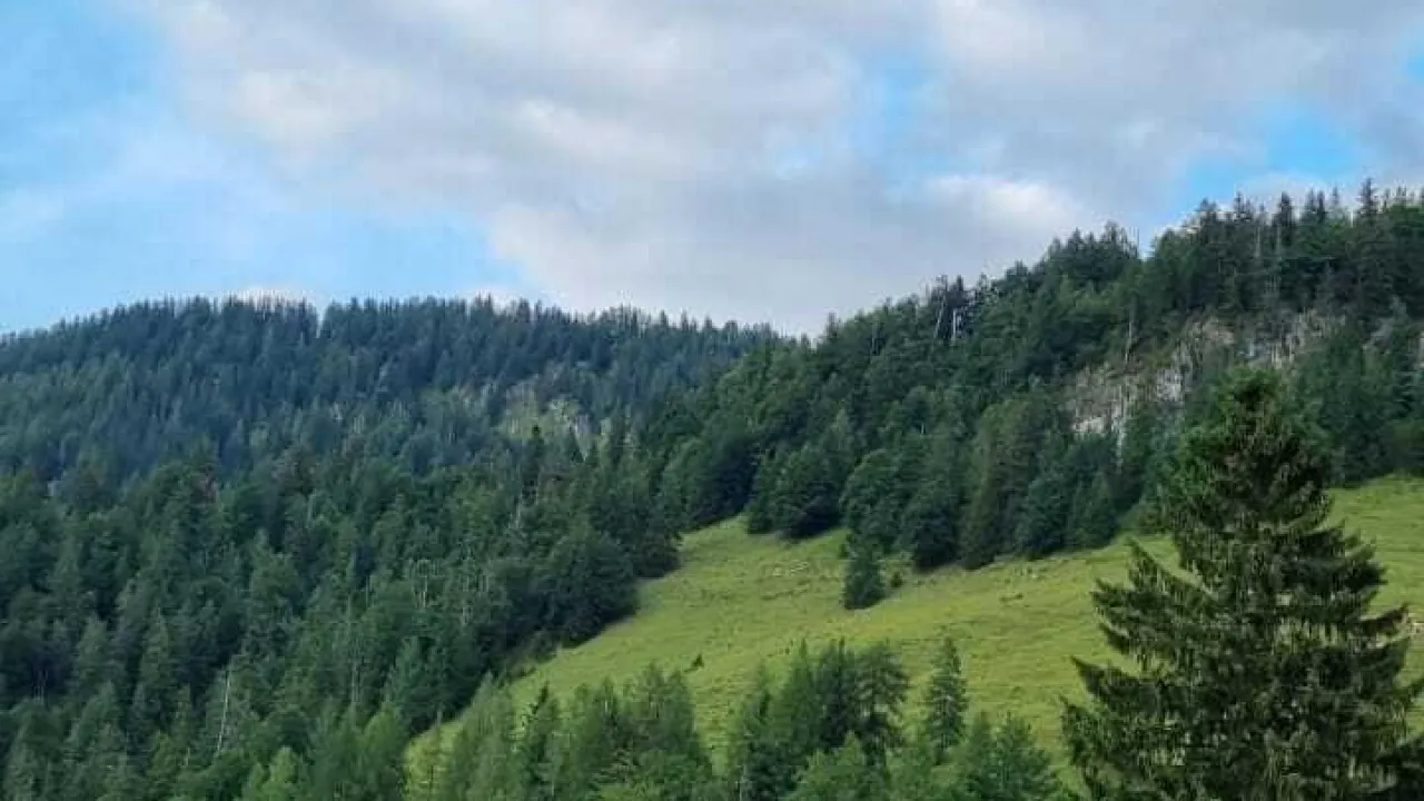 20230720_waldbrand_erpfendorf_4.jpg