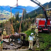 Pferd-in-Jauchengrube-gestuerzt