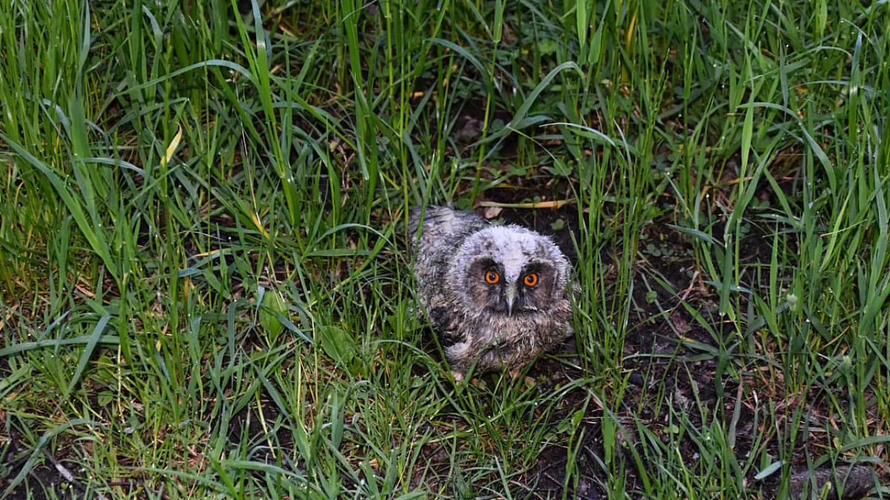 1_20210614_tierrettung_kitz_3.jpg
