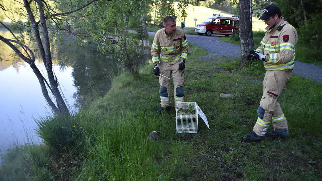20210614_tierrettung_kitz_2.jpg