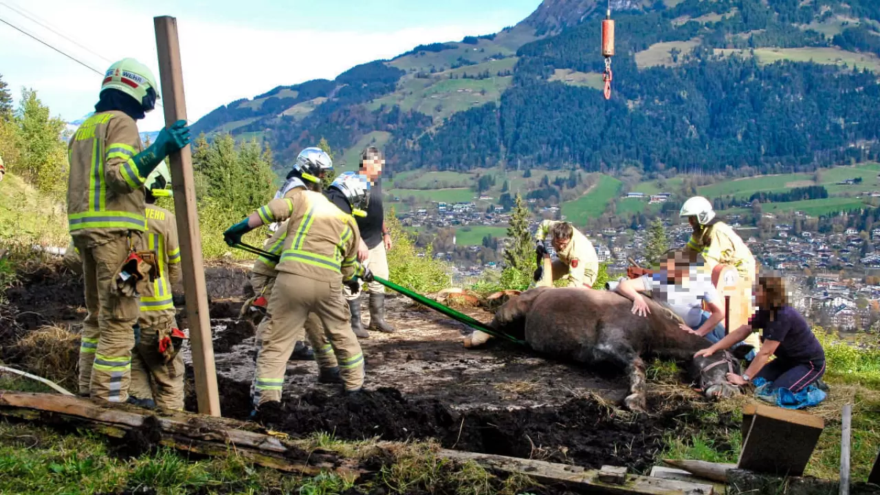 pferd_kitz_2.jpg