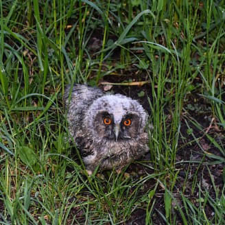 Ungewoehnliche-Tierrettung-in-Kitzbuehel