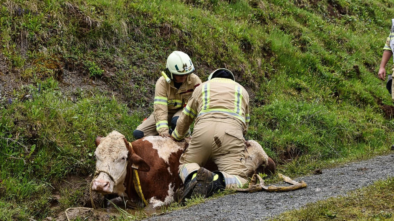 tierrettung12.jpg