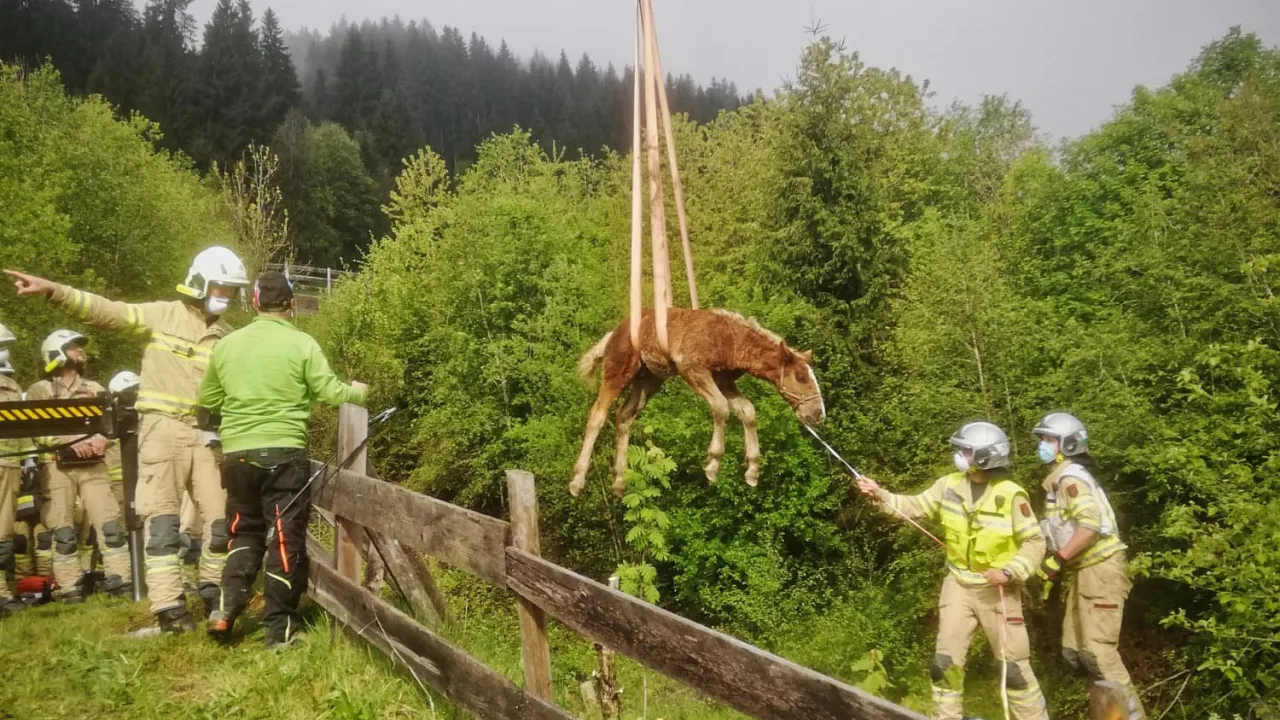 tierrettung_jochberg_4.jpg